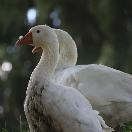 Hotel La Cibourg, Centre De Renan