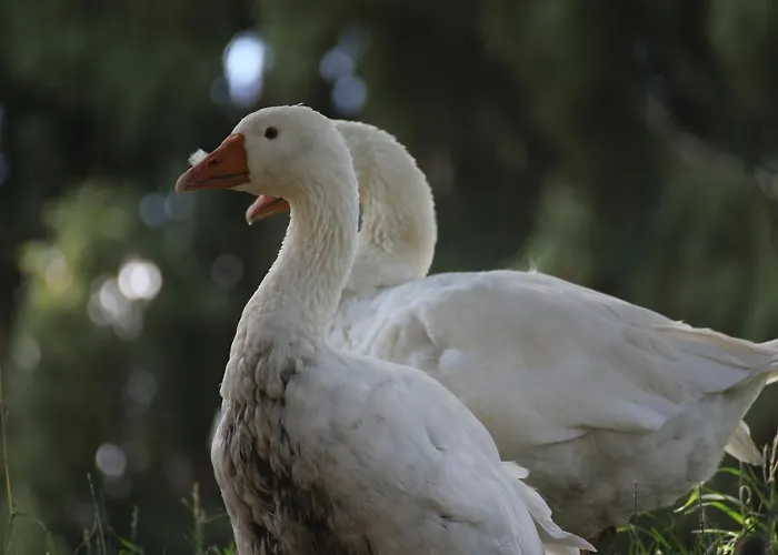 Hotel La Cibourg, Centre De Renan